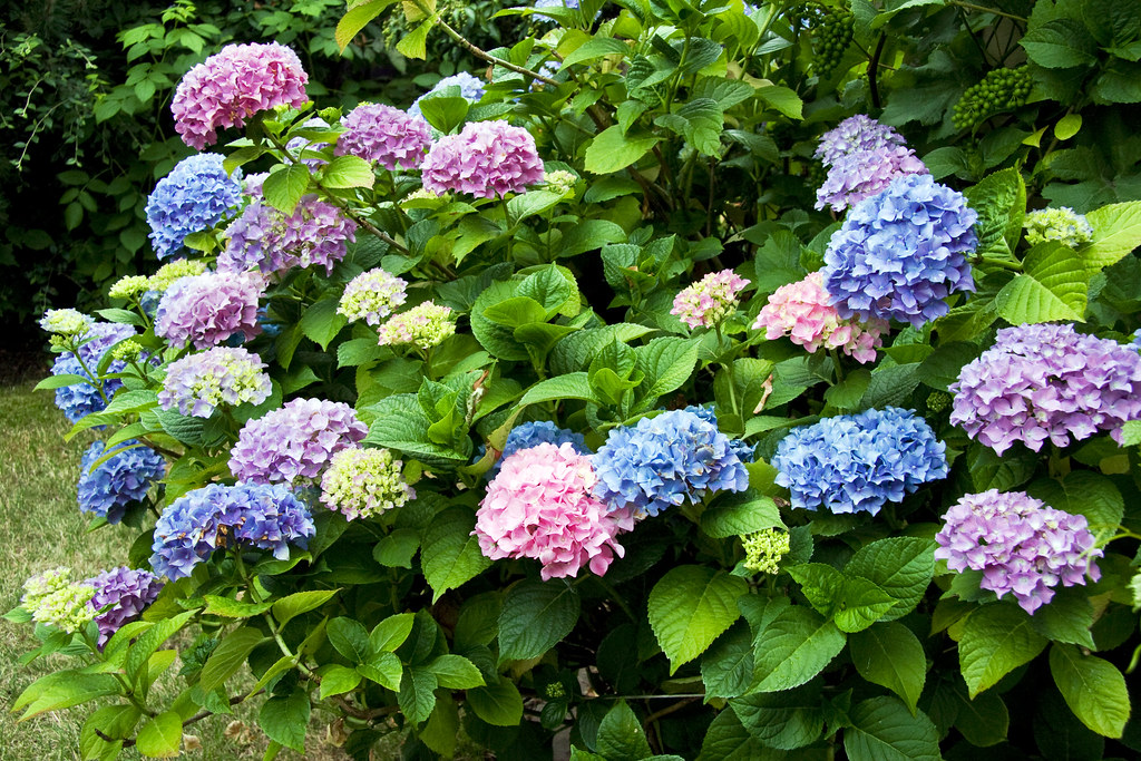 hydrangea bush multicolored hydrangea ANDREA JANDA Flickr