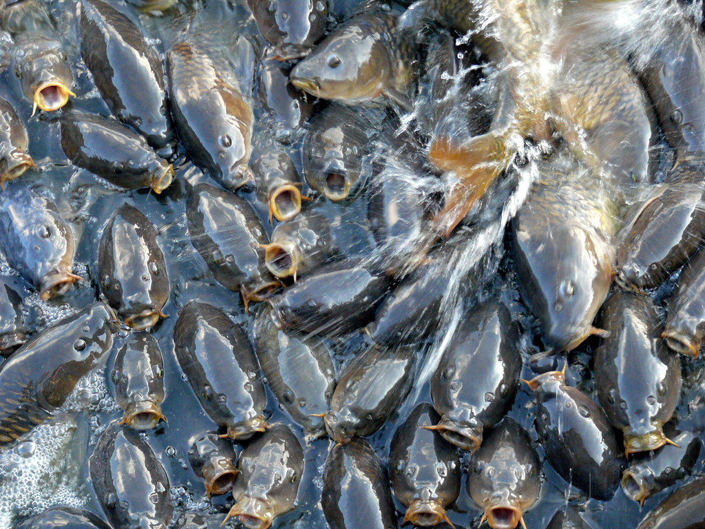Carp at the Linesville Spillway, Pymatuning State Park Flickr