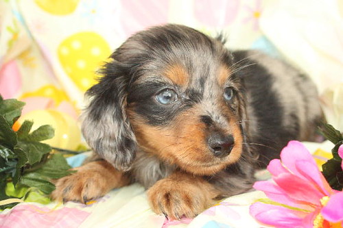 Dapple Dachshund Puppy Elvis The Blue Eyed Dapple Doxie