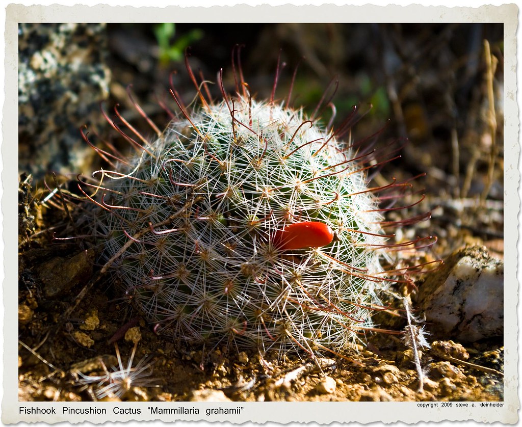 Fishhook Pincushion Cactus "Mammillaria grahamii" Location… Flickr