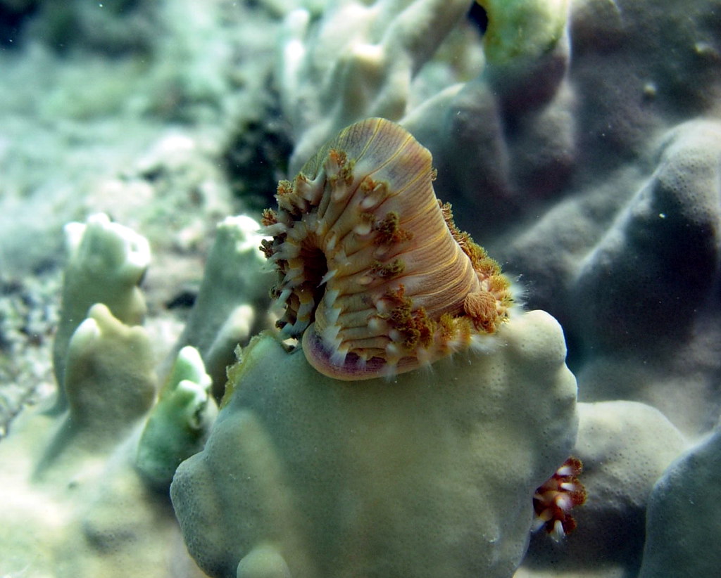 Fire Worm Eating Fire Coral! Fireworm takes on fire coral.… Flickr