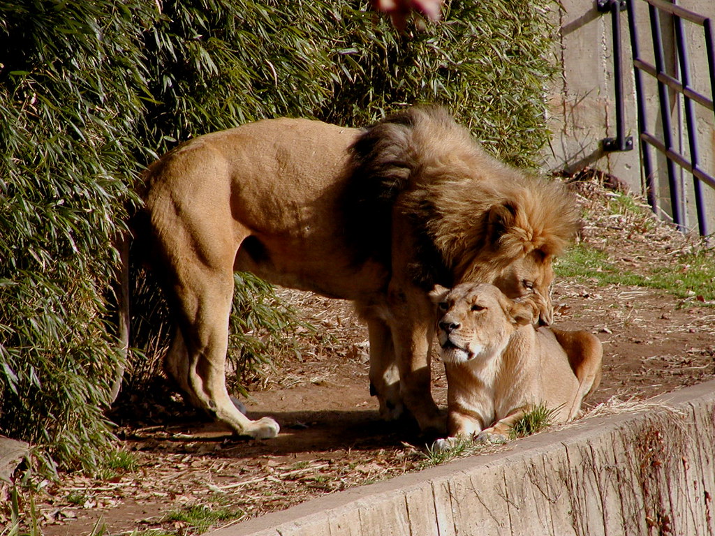 Male Lion Biting Females Back The lion is a magnificent