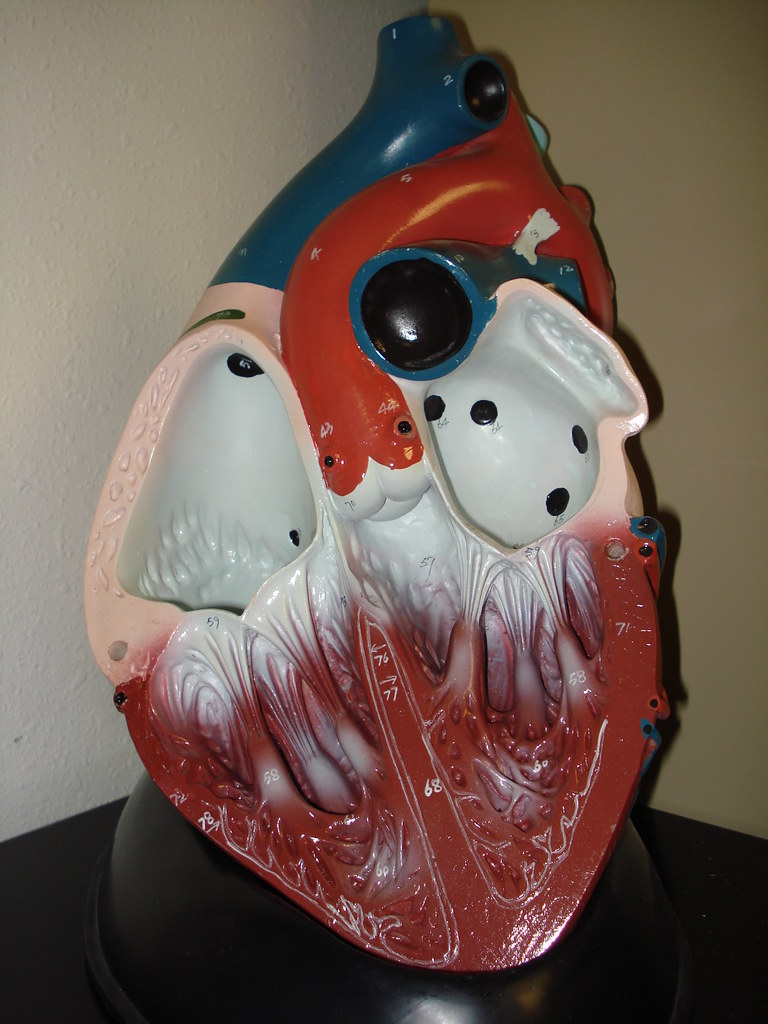 Heart Model Opened biologycorner Flickr
