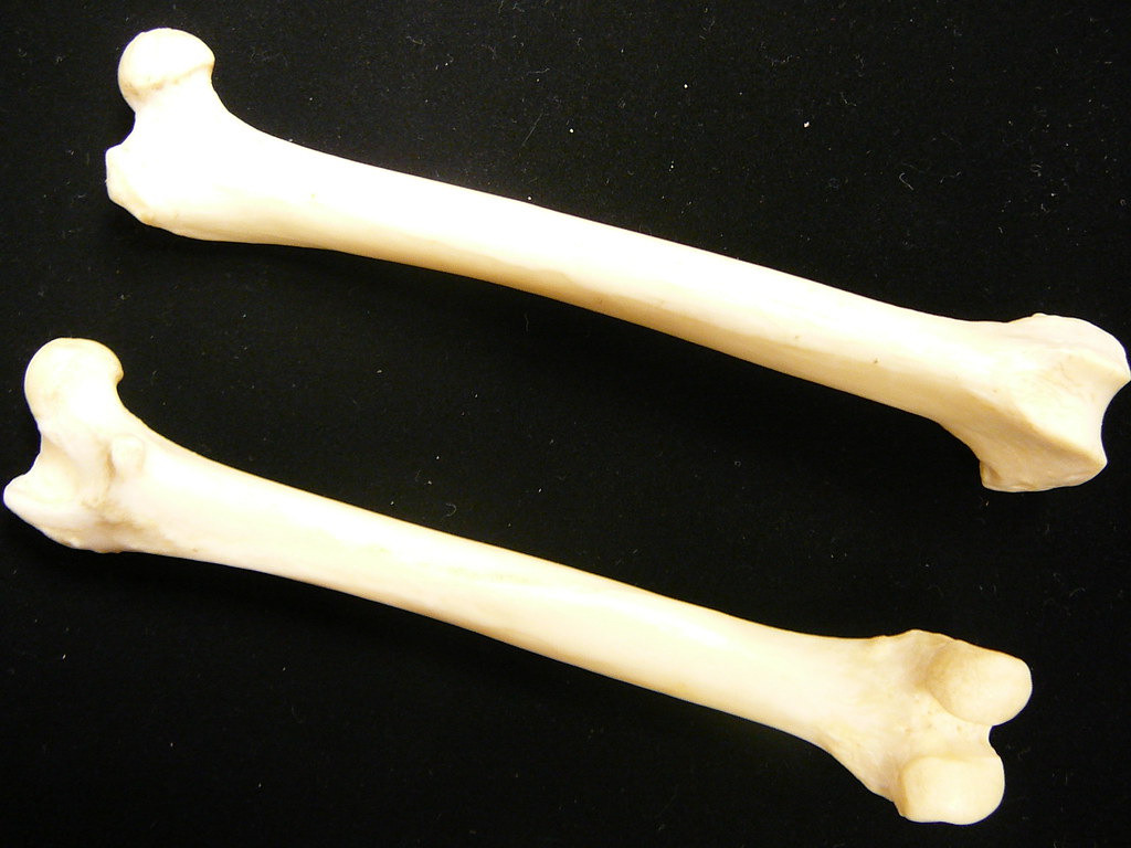 cat femur comparativevertebrateanatomy Flickr