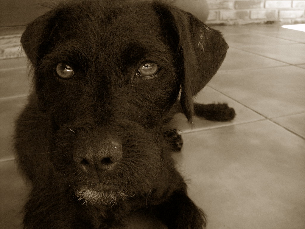 Schnauzer/Labrador Mix My lovable dog in sepia. Flickr