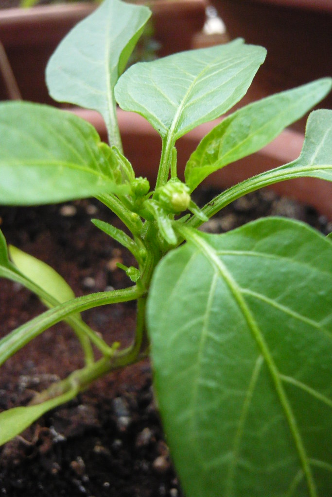 wee pepper plant with buds! This mini bell pepper plant … Flickr