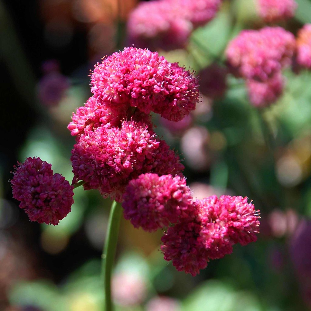 Eriogonum grande rubescens Coastal Rose Buckwheat Flickr