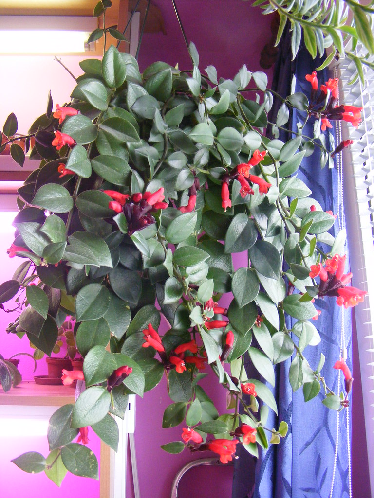 Aeschynanthus Mona Lisa Aeschynanthus Mona Lisa Flickr