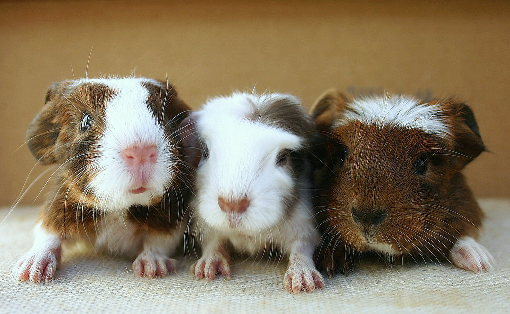 Baby Guinea pigs A breed of guinea pigs called p… Flickr
