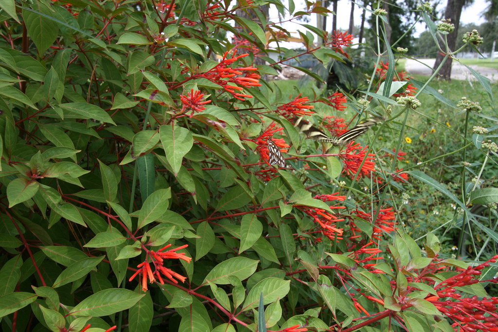 Firebush Firebush is a native Florida plant that blooms