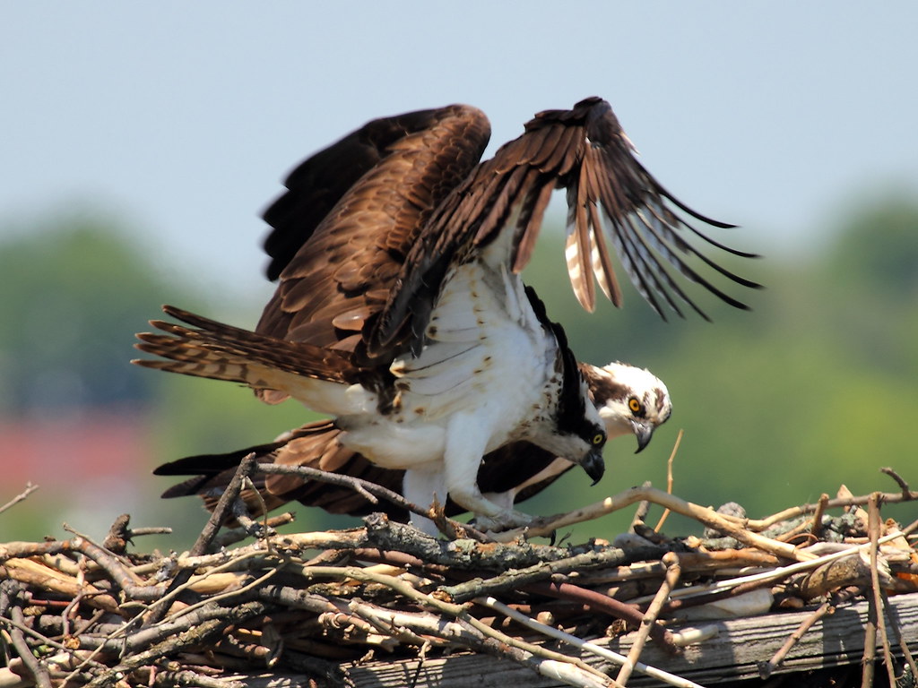 Ospreys Monitoring their Eggs The Osprey (Pandion haliaetu… Flickr