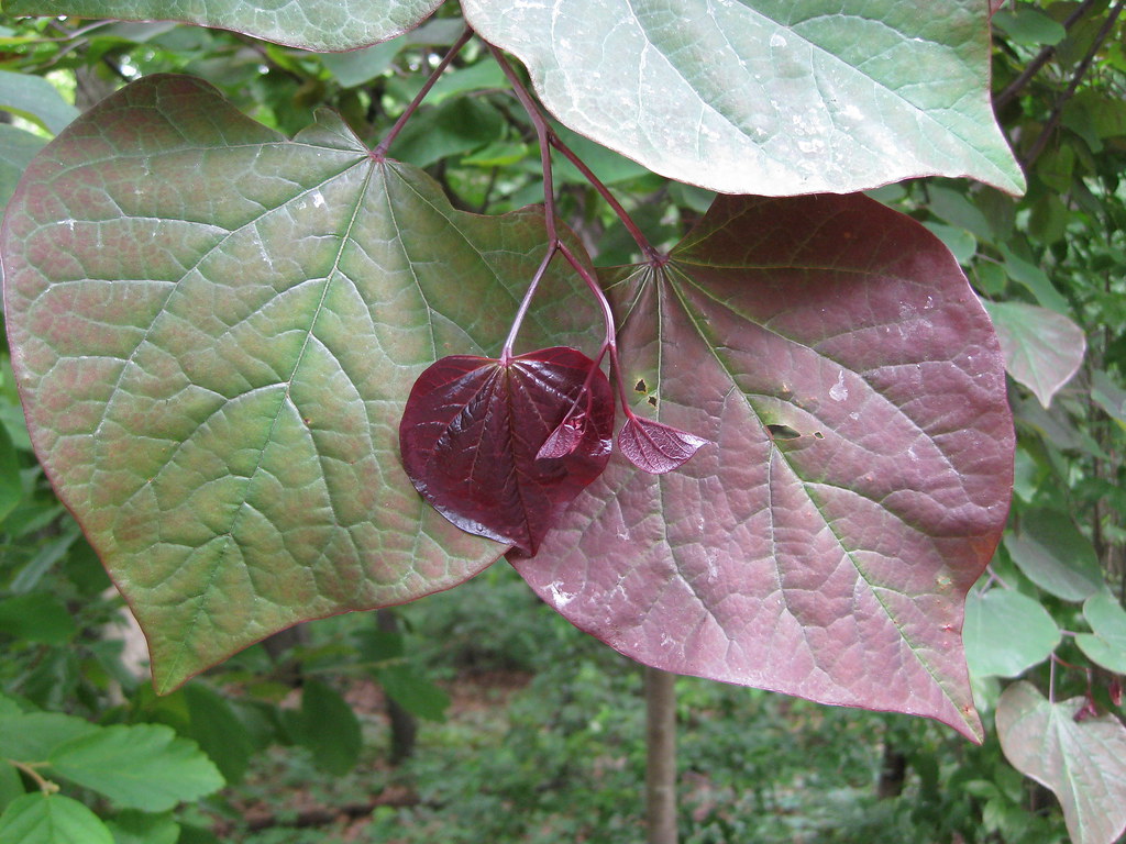 Cercis canadensis Eastern Redbud 'Forest Pansy' leaves Flickr
