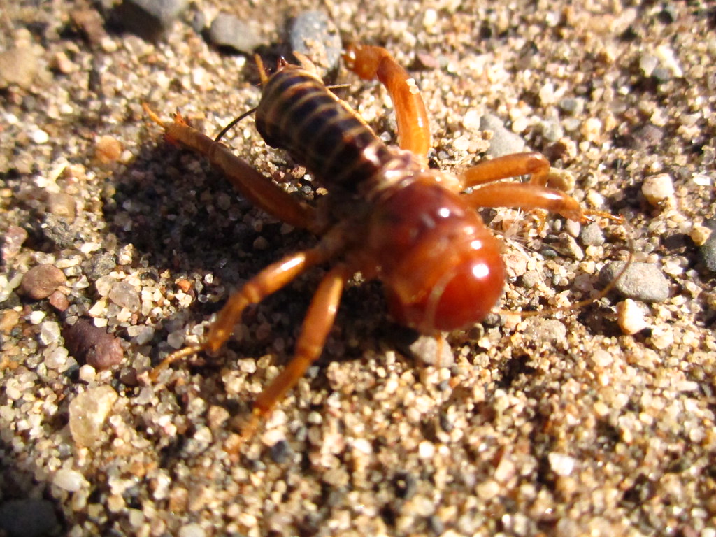 Potato Bug/ Nino de la tierra daniel_steagall Flickr