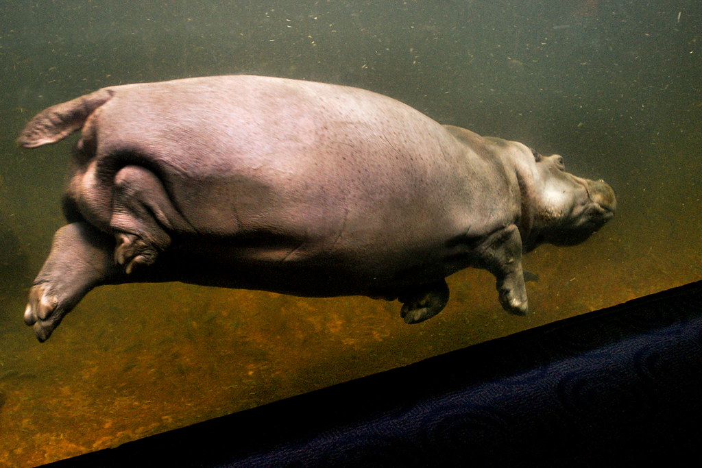 how do you make a hippo float? Two scoops of ice cream, so… Flickr
