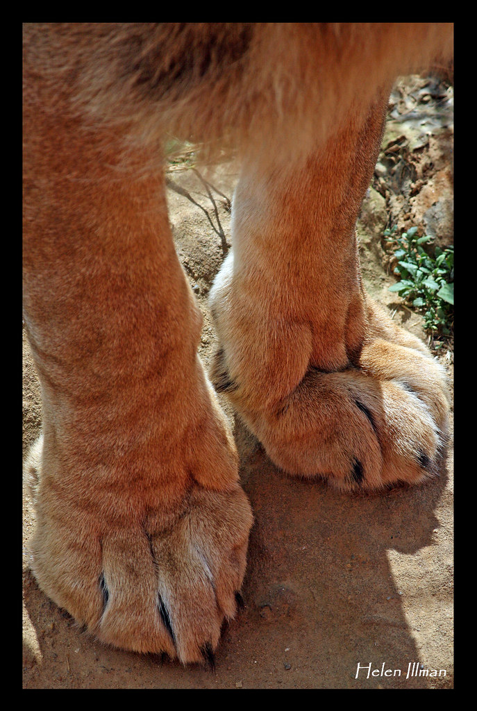 Lion's Feet 280609 Africa Alive, Norfolk Helen Illman Flickr