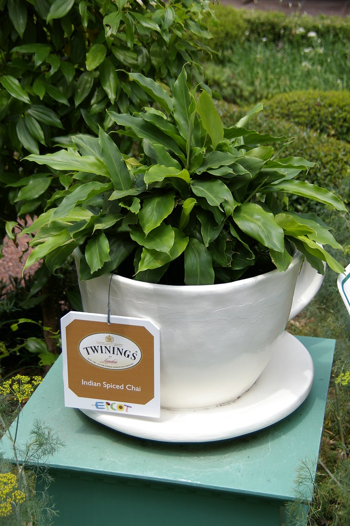 Indian Chai Plant The UK pavilion had some tea plants on
