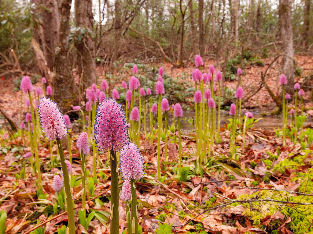 Swamp Pink 116 The swamp pink is thriving in a heritage pr… Flickr