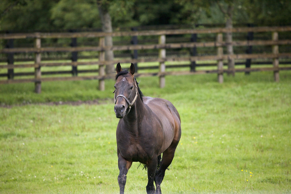 Horses At The National Stud Kildare Kildare is home to t… Flickr