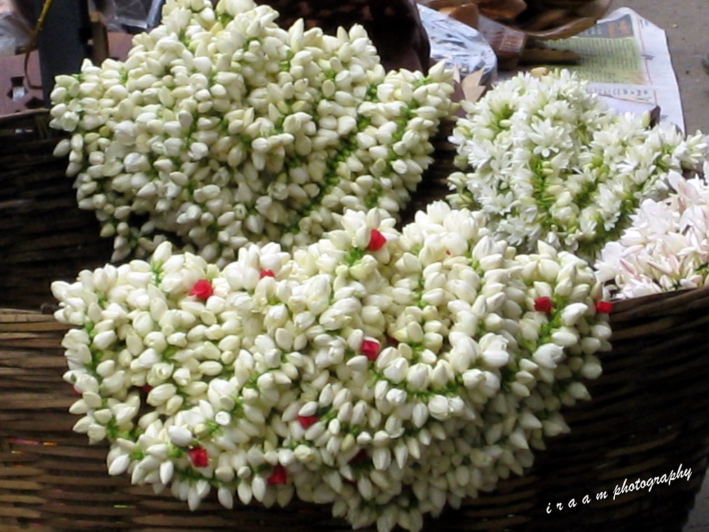 மதுரை மல்லி /MADURAI JASMINE repost. Madurai jasmine is be… Flickr
