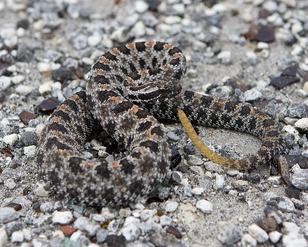 Dusky Pygmy Rattlesnake Scientific name Sistrurus miliari… Flickr