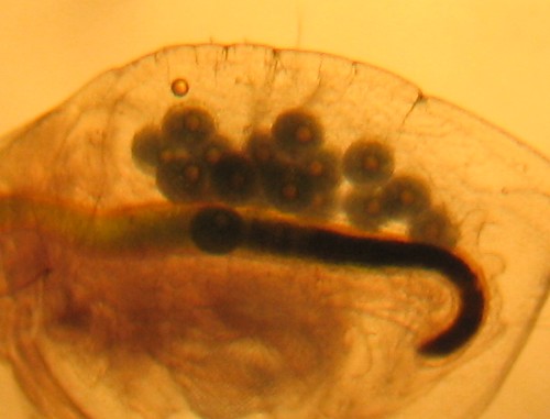 Water Flea Eggs wykesgerald Flickr