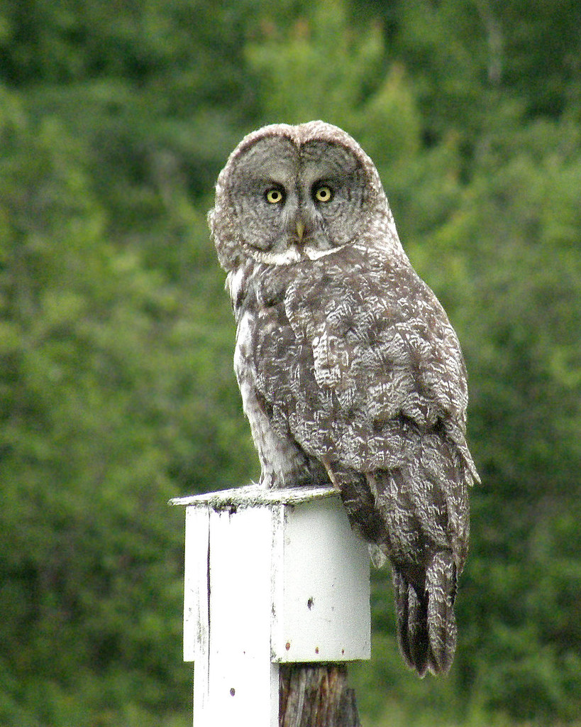 Great Gray Owl Amy Widenhofer 7/09 taken on Neebish Island… Pure