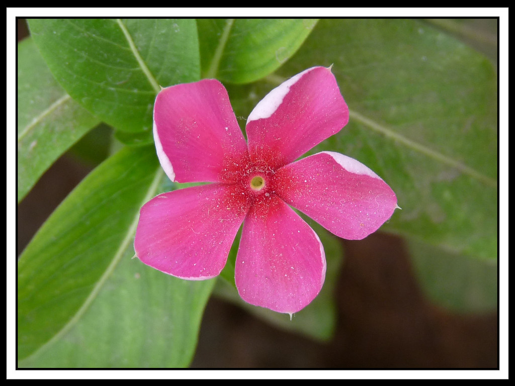Barmasi Barmasi flower in gujarati. don't know what it cal… Flickr