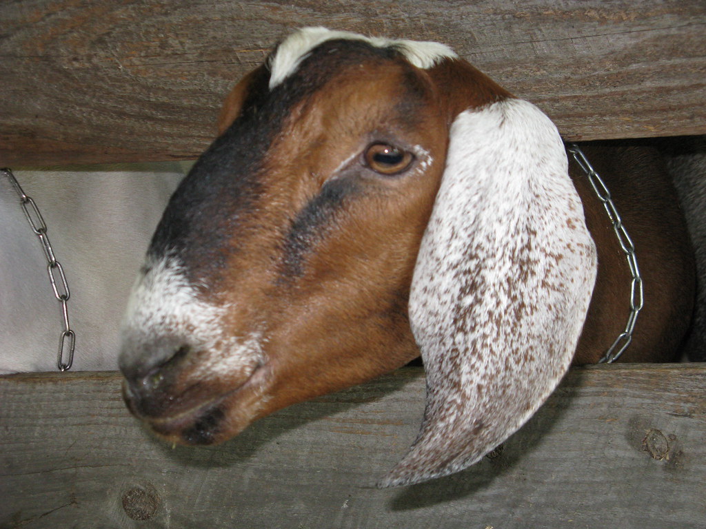 very beautiful Nubian goat beautiful face of a Nubian goat… Flickr