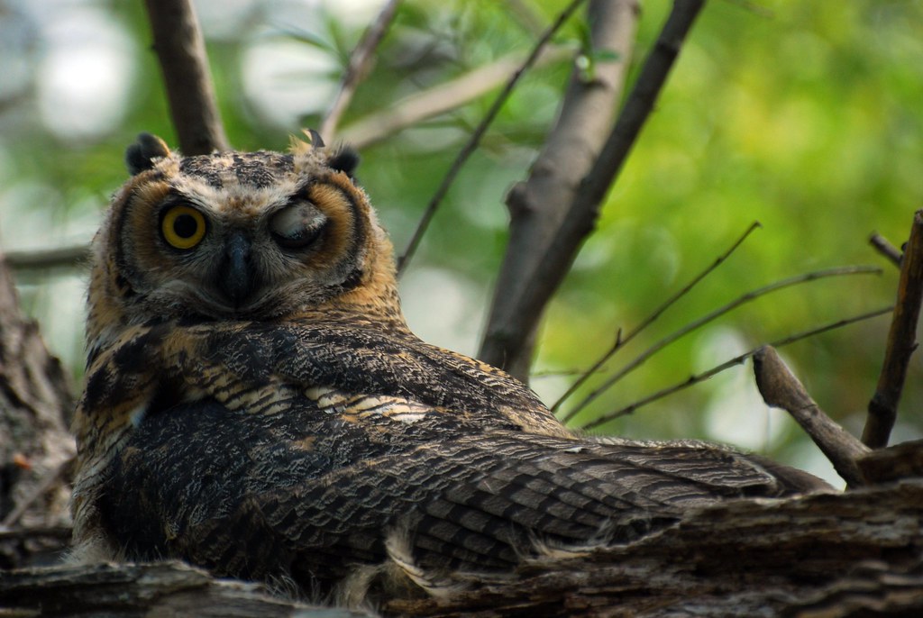 Juvenile Great Horned Owl (Bubo virginianus) Howard Temin … Flickr