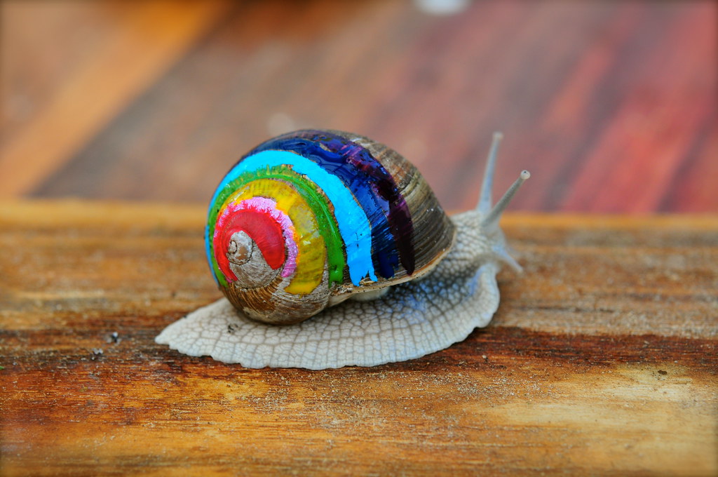 30/5.2011 (2) rainbow snail i knew it was going to be a … Flickr