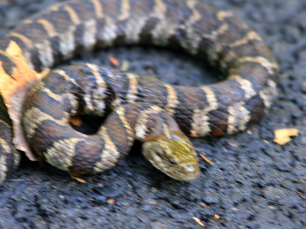 Northern Water Snake 20090916 This snake got caught in