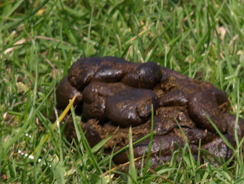 Zebra poop Dave Sanders Flickr