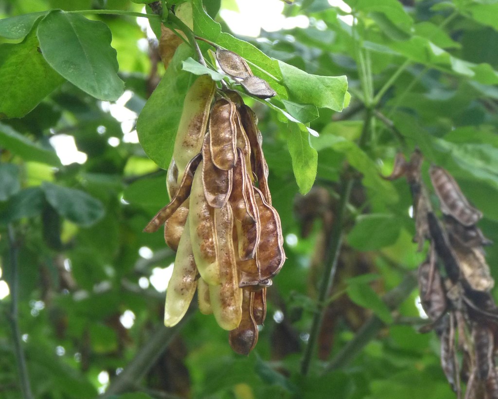 Golden Chain Tree Fruits Laburnum anagyroides Rusty Clark 100K