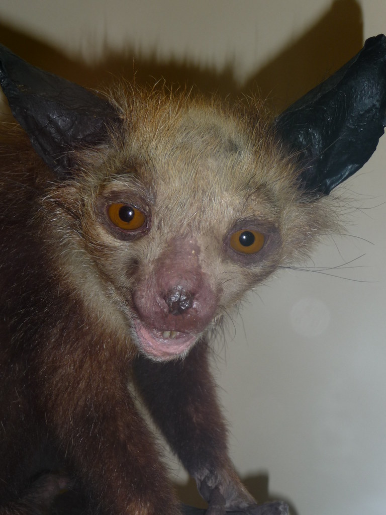 Ugly-Animal | I think this may be a possum. What ever it is … | Flickr