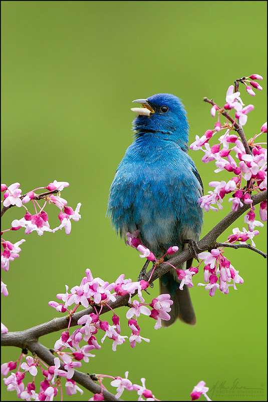 Indigo Bunting Summit County, Ohio May Canon 1D4 Can… Flickr