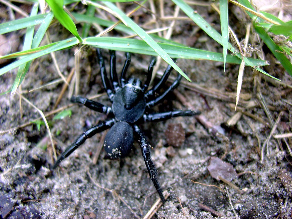SOME TYPE OF TARANTULA IN ARKANSAS Spider, tarantula, arka… Flickr