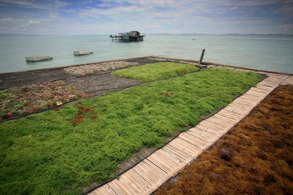 seaweed of various colors at a platform Seaweed farming st… Flickr