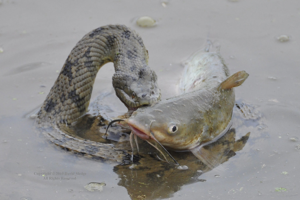 Diamondbacked Water Snake Attacking Then Eating Catfish Flickr