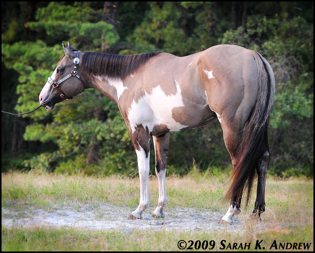 Oh Justin Time Silver Grullo Overo Paint Stallion Flickr