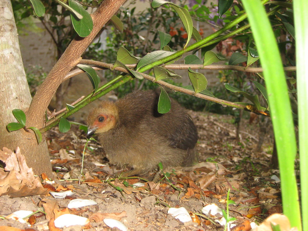 Australian Brushturkey chick Australian Brushturkey chic… Flickr