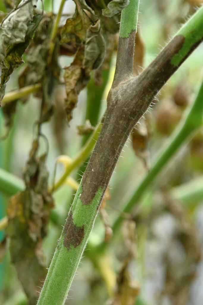 tomato_late_blight_stem_lesion_4 Late blight of tomato (Ly… Flickr