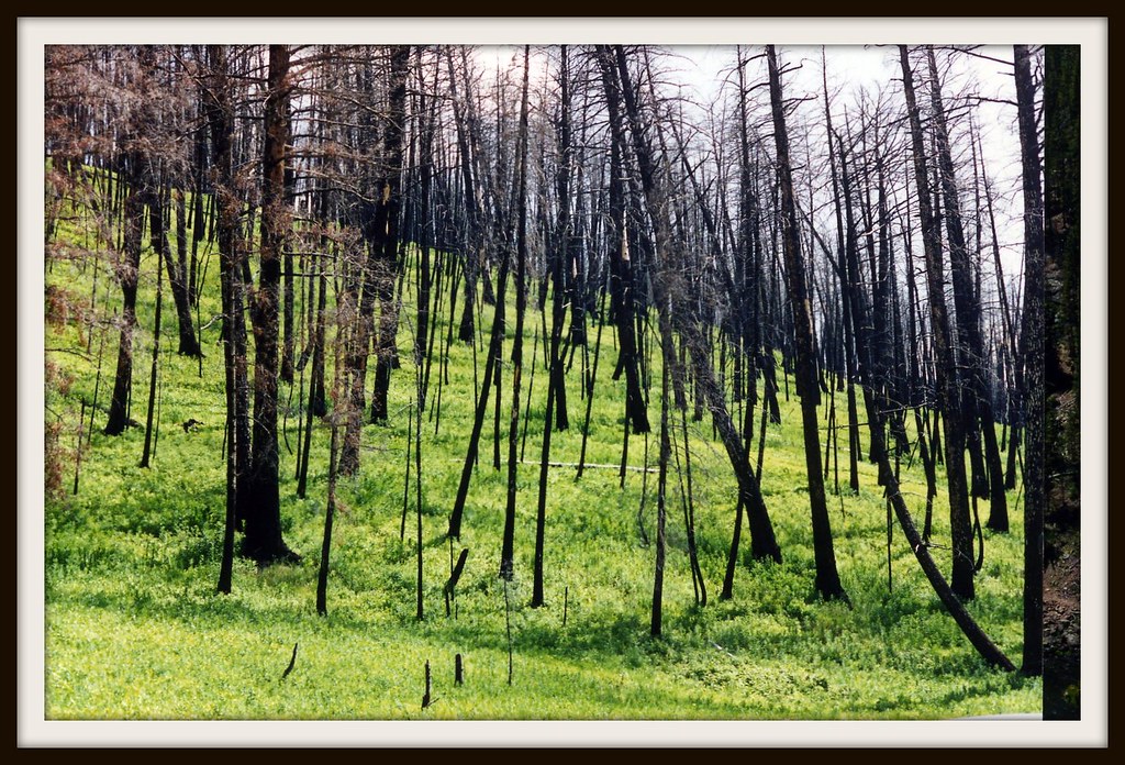 New Growth After Forest Fire Karen DeSanno Flickr