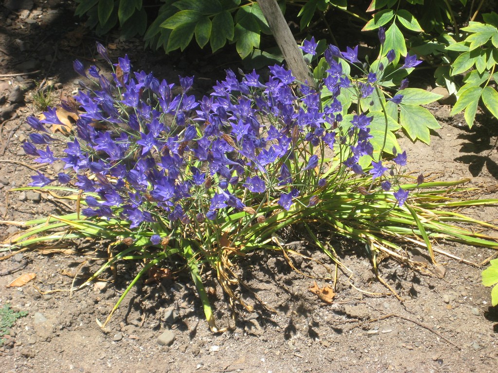 Brodiaea Queen Fabiola A garden version of Itherial's spea… Flickr