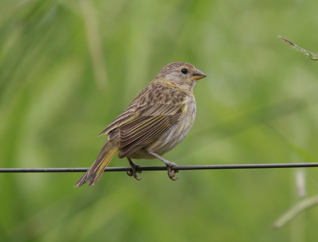 Canáriodaterra fêmea / female Saffron Finch (Sicalis Fla… Flickr