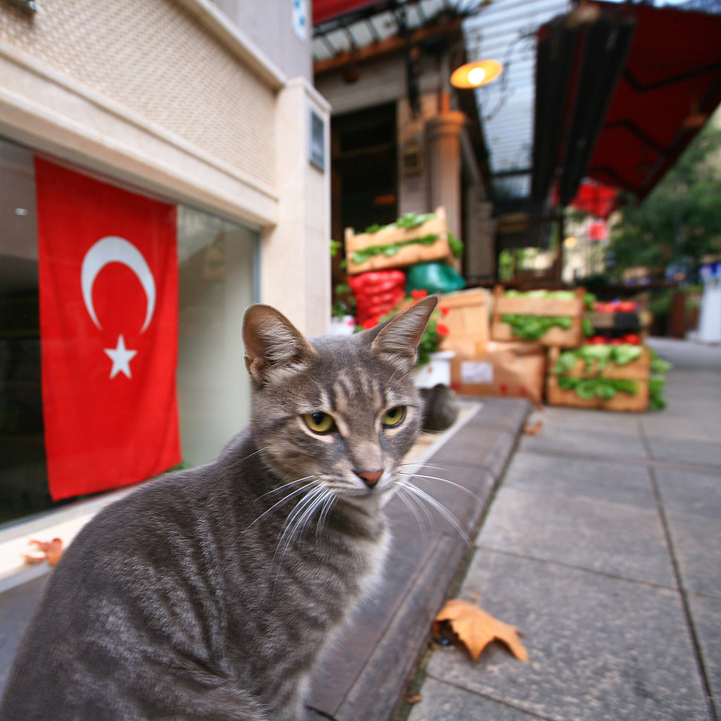 Istanbul Kitty This cat was sitting irresistably close to … Flickr