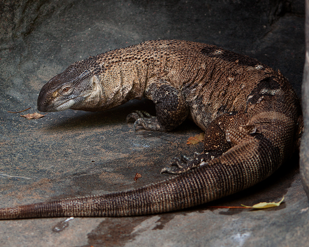 Blackthroated monitor lizard •tlc•photography• Flickr