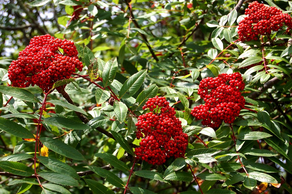 Mountain Ash on Brasstown Bald Best viewed LARGE… Flickr