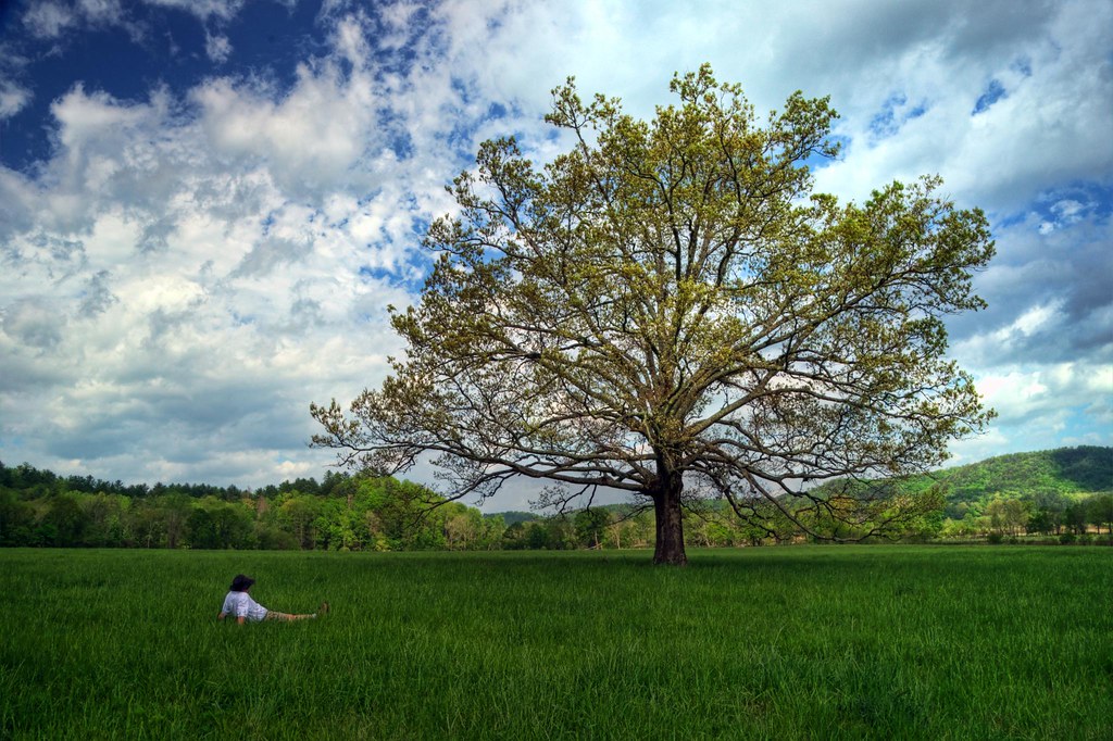 The Tree 224/365 While most of the state of Tennessee is u… Flickr