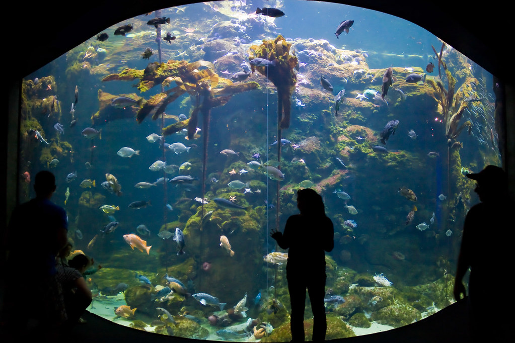 San Francisco Science Museum Mark Alfonso Flickr