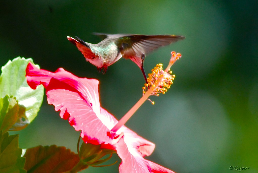 Hummingbird On Hibiscus Wishing all my Flickr friends a wo… Flickr